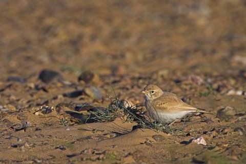 Bar-tailed Lark (Ammomanes cinctura), Morocco