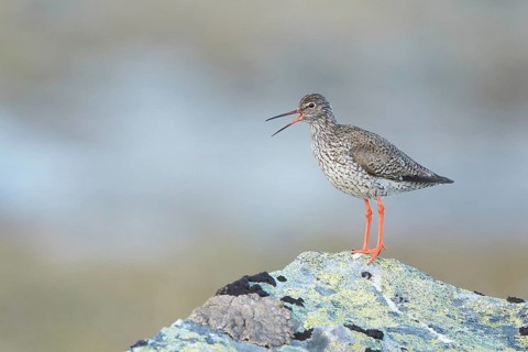 Common Redshank (Tringa totanus) calling, Dovrefjell, Norway