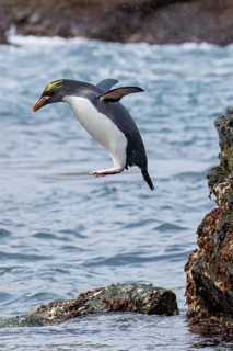 Macaroni Penguin (Eudyptes chrysolophus) perched on a rocky beach on South Georgia Island