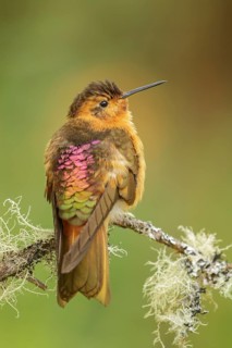 Shining Sunbeam (Aglaeactis cupripennis) perched on a branch in the Andes mountains of Colombia
