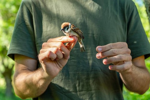 Cropped unrecognizable biologist examines a tree sparrow (Passer montanus) to assess health during