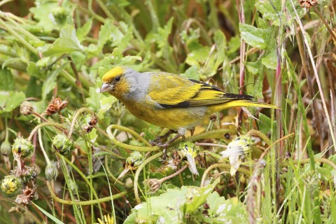 Cape Canary, Serinus canicollis