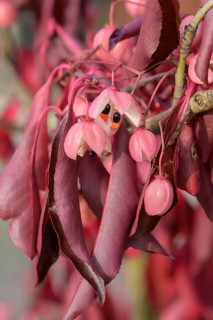 Spindle bush (Euonymus grandiflorus 'Red Wine'), Artmeyer Pflanzenforum, Federal Republic of