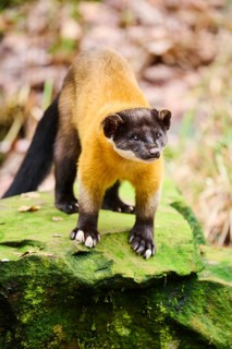 Yellow-throated marten (Martes flavigula)on a rock, Germany