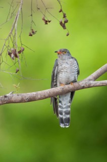 African Cuckoo (Cuculus gularis), Mpumalanga, South Africa