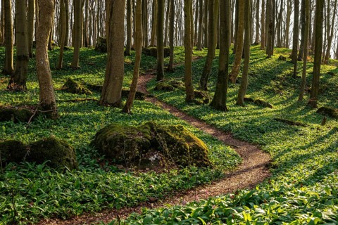 Winding forest path through an idyllic beech forest in spring with lush green wild garlic on the