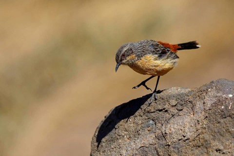 Orange-breasted rock skipper, (Chaetops aurantius), Africa, South Africa, Kwazulu-Natal, Underberg