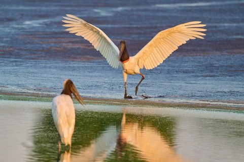 Two birds on the water, one landing with reflection on the water surface, Jabiru (Jabiru mycteria),