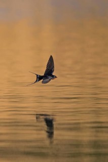 Barn Swallow (Hirundo rustica) flying over water, Baden-Wuerttemberg, Germany
