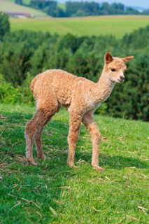 A newly born white alpaca (Vicugna pacos) stands in a green meadow on a sunny day. A green forest