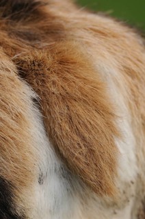 Red deer (Cervus eleaphus), close-up of the tail, Bavaria