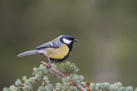 Great Tit - Kohlmeise - Parus major ssp. excelsus, Morocco, adult male