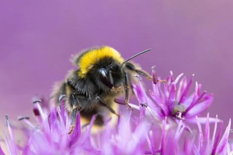 Buff tailed bumblebee (Bombus terrestris) adult bee insect on a garden Allium purple flower in