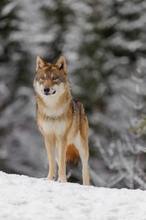 An adult female grey wolf (Canis lupus lupus) stands on a sloping, snow-covered meadow on a cold,
