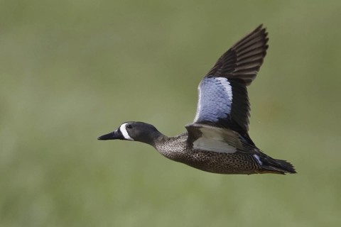Blue-winged Teal (Spatula discors) male flying, Alberta, Canada