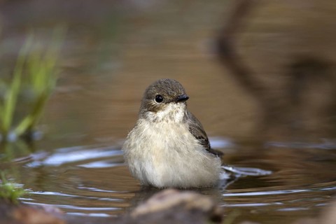 European Pied Flycatcher (Ficedula hypoleuca) female, Castile-La Mancha, Spain