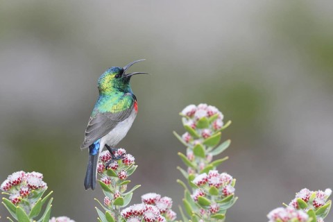 Southern Double-collared Sunbird (Cinnyris chalybeus) male singing, Western Cape, South Africa