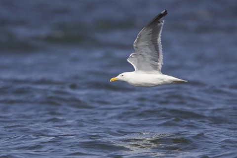 Western Gull (Larus occidentalis), Washington, USA