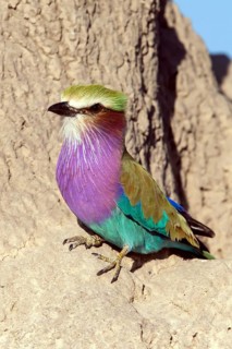 Africa, Botswana, Fork-tailed Roller, Coracias caudatus, Botswana
