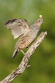 Scaled Quail (Callipepla squamata), Texas, USA
