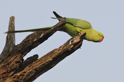 Rose-ringed Parakeet (Psittacula krameri), Keoladeo National Park, India