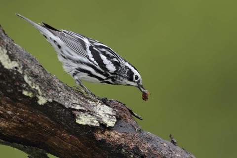 Black-and-white Warbler (Mniotilta varia), West Virginia, USA
