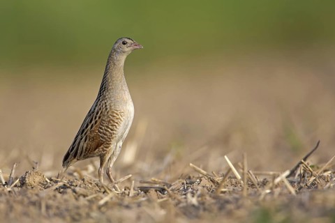 Corn Crake (Crex crex), Saxony-Anhalt, Germany