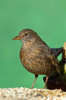 Blackbird (Turdus merula), female, at a feeder in the garden, Wilden, North Rhine-Westphalia,