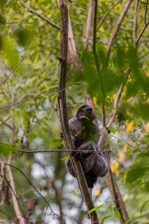 A common woolly monkey, brown woolly monkey, or Humboldt's woolly monkey (3) (Lagothrix