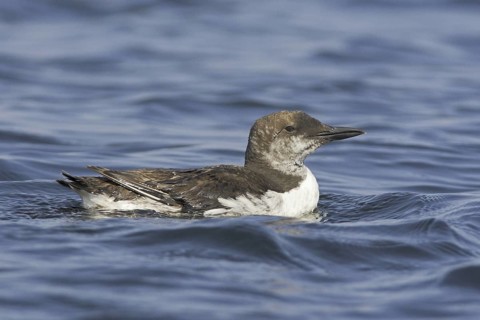 Common Murre (Uria aalge), Newfoundland, Canada
