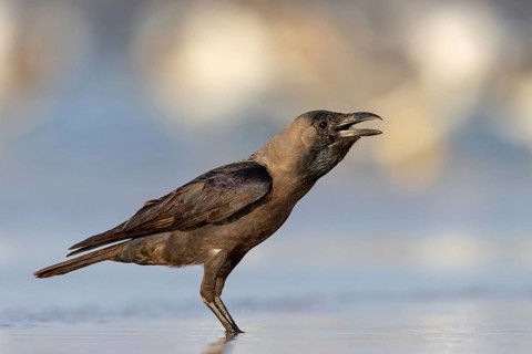 Shining Crow, Indian House Crow, House Crow, (Corvus splendens), Corbeau familier, Corneja India,