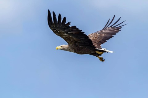 White-tailed Eagle (Haliaeetus albicilla) flying, Mecklenburg-Western Pomerania, Germany