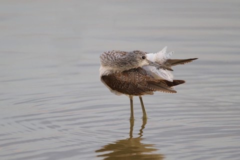 Common Greenshank (Tringa nebularia) preening, Spain