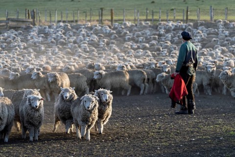 Shepherd with beret and red scarf driving herd of sheep (Ovis gmelini aries) on an estancia, Tierra
