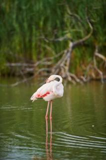 Greater Flamingo (Phoenicopterus roseus) standing in the water, Parc Naturel Regional de Camargue,