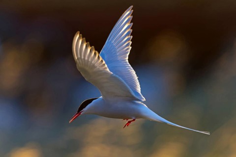 Arctic Arctic Tern, Sterna paradisaea, Sterne arctique, Charrán Ártico, Varanger, Finnmark, Norway