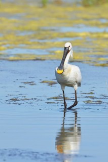Spoonbill (Platalea leucorodia), adult bird striding through shallow water, adult bird in