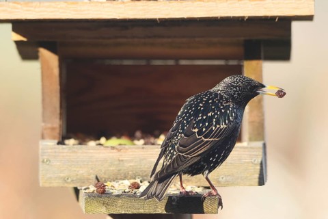 Starling (Sturnus vulgaris) at the feeding place, with a sultana in its beak, Allgäu, Bavaria,
