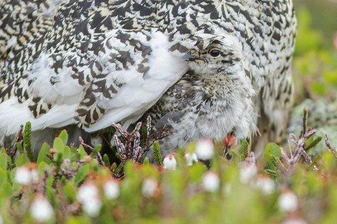 White-tailed Ptarmigan (Lagopus leucurus) in the alpine habitat of British Columbia, Canada