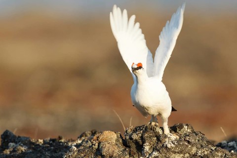 Rock Ptarmigan (Lagopus muta) male, Myvatn, Iceland