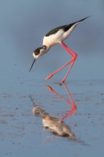Black-winged Stilt (Himantopus himantopus), Greece