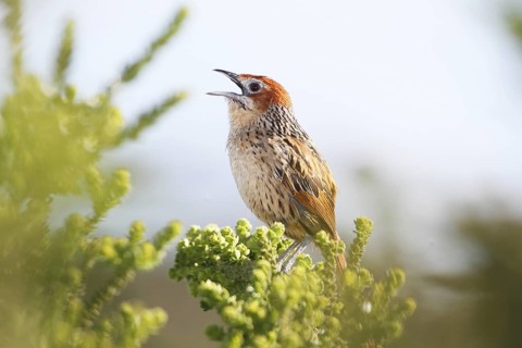 Africa, South Africa, Great Karoo