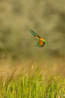 Bee-eater, (Merops apiaster), flight photo, Tiszaalp-r, Kiskuns-gi National Park, B-cs-Kiskun,