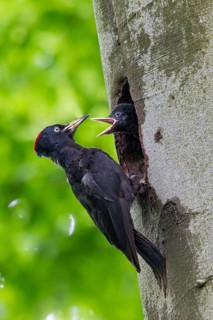 Black woodpecker, (Dryocopus martius), mTuiere, birds, woodpeckers, family of the true woodpeckers,