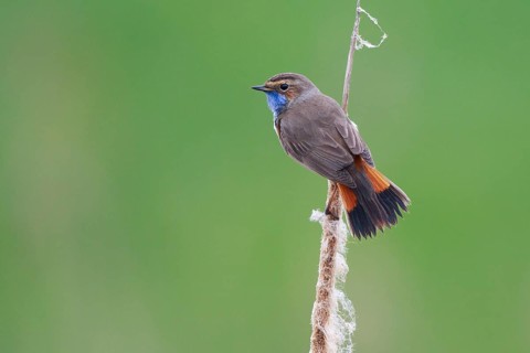 Bluethroat (Luscinia svecica cyanecula) male perched on cattail, Netherlands