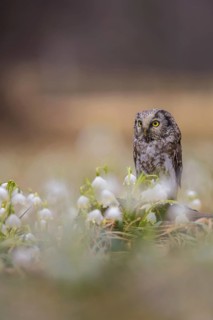 Boreal Owl (Aegolius funereus), Czech Republic