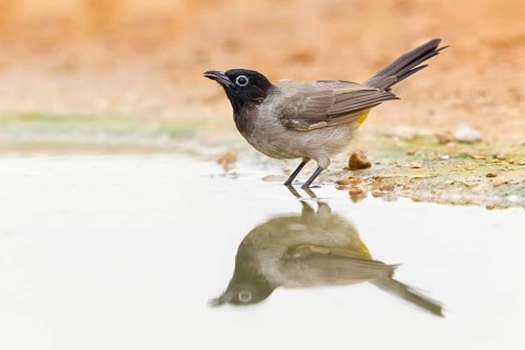 Gelbsteißbülbül, Yellow-vented Bulbul, White-eyed Bulbul, White-spectacled Bulbul, Pycnonotus