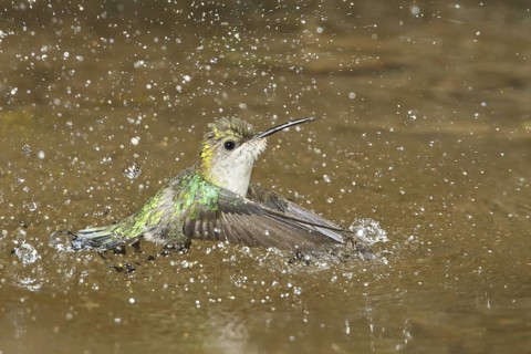Crowned Woodnymph (Thalurania colombica) bathing, Costa Rica