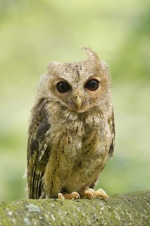 Indian Scops Owl (Otus bakkamoena)
