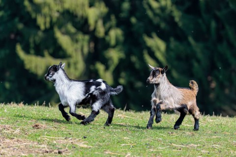 Two young pygmy goats (Capra hircus) are playing together on a sunny day in a green meadow. Austria